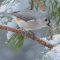 Tufted Titmouse in a January snow