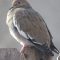 White Tipped Dove on a Chilly Morning
