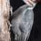 Pileated Woodpecker in the Spotlight!