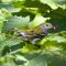Baneberry and the Chestnut-sided Warbler