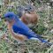 Pair of bluebirds in Prince Edward County, Ontario