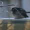 Presumed female house sparrow sick with trichomonosis