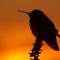Sunset Hummingbird