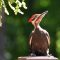 Pileated Woodpeckers raise their young