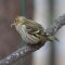 Cold,Lonely Siskin