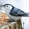 The Lovable White-breasted Nuthatch