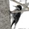 Black-backed Woodpecker / Pic à dos noir