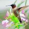Garden jewel-Ruby-throated hummingbird