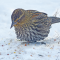 Red-winged Blackbird winter visit