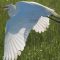 Graceful Great Egret