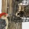 Red-bellied Woodpecker & European Starling sharing suet.
