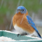 Eastern Bluebird male on a snowy feeder