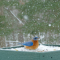 Male Bluebird visits a feeder in the snow