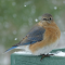Eastern Bluebird female on a snowy feeder