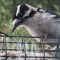 Male Downy Woodpecker at window suet feeder
