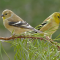 American Goldfinch pair