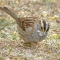 White-throated Sparrow ground feeding