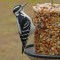 Female Hairy Woodpecker  and a new seed log