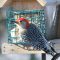 Red Belled on suet