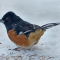 Eastern Towhee visits in the snow