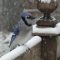 Busy, snowy days at the feeders