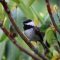 Chickadees in action, and repose