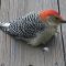 Red Bellied Woodpecker Up Close