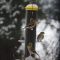American Goldfinches at Feeder