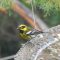 Townsend’s Warbler at the big wter bowl