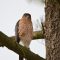Coopers Hawk in a Pine Tree