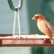 Cardinals at my feeder