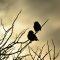 House Sparrows at Sunrise