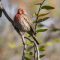 House Finch with Deformed Bill