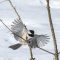 Black-capped Chickadee on his way to the feeder