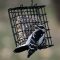 Female downy woodpecker eating some suet