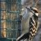 Downy Woodpecker Having a Snack