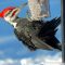 Pileated Woodpecker loved the suet.
