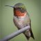 Ruby-throated Hummingbird – Quite the Poser!