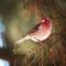 Purple Finch perched on a little branch