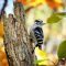 Woodpecker in the fall