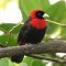 Crimson-collared tanager