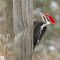 Pileated woodpecker on a fence post