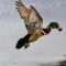 Wood Duck in flight with acorn