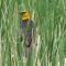 Yellow-headed Blackbird hanging out in the cat-tails