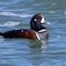 Male Harlequin Duck at Nubble Light