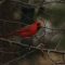 Perching Northern Cardinal