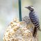 Ladder-backed Woodpecker at Ash Canyon B&B