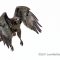 Red-tailed Hawk headin’ my way