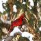 Northern Cardinal In Winter