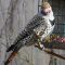 Male Northern Flicker “Red-shafted”